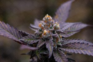 1200(240603)_(flower)Orange-Cane_SS2-24_117