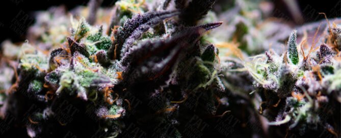 Close-up of a cured cannabis bud showing dense trichomes, orange pistils, and deep purple-green sugar leaves, photographed in natural lighting. Fat Finger Farm watermark visible.
